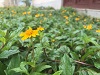 Ziyaan Virji Flower 1s