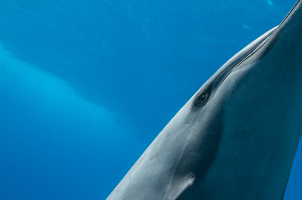Close-up of a dolphin underwater, showcasing its eye and smooth skin against a vibrant blue ocean background.