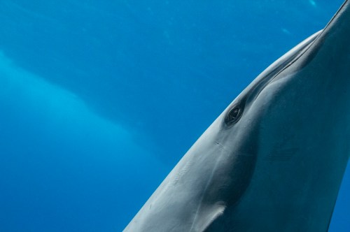 Close-up of a dolphin underwater, showcasing its eye and smooth skin against a vibrant blue ocean background.