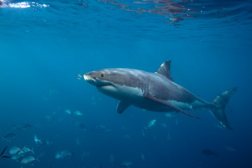 Great white shark, Prince Hussain Aga Khan photo, Barakah, Focused on Nature
