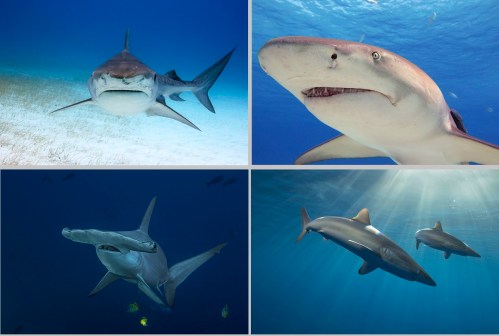 A close-up of a shark swimming underwater, showcasing its mouth and eyes.