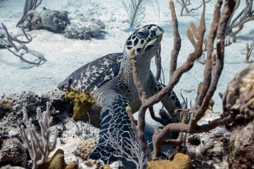 Prince Hussain Aga Khan, Turtle