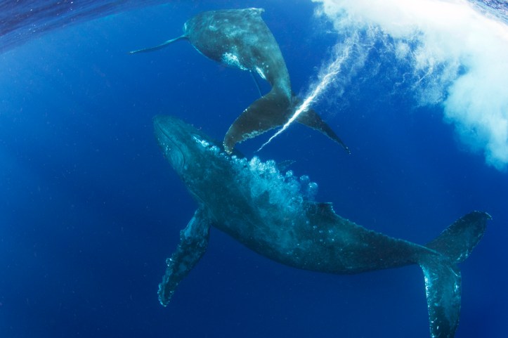 Prince Hussain Aga Khan, and humpback whale