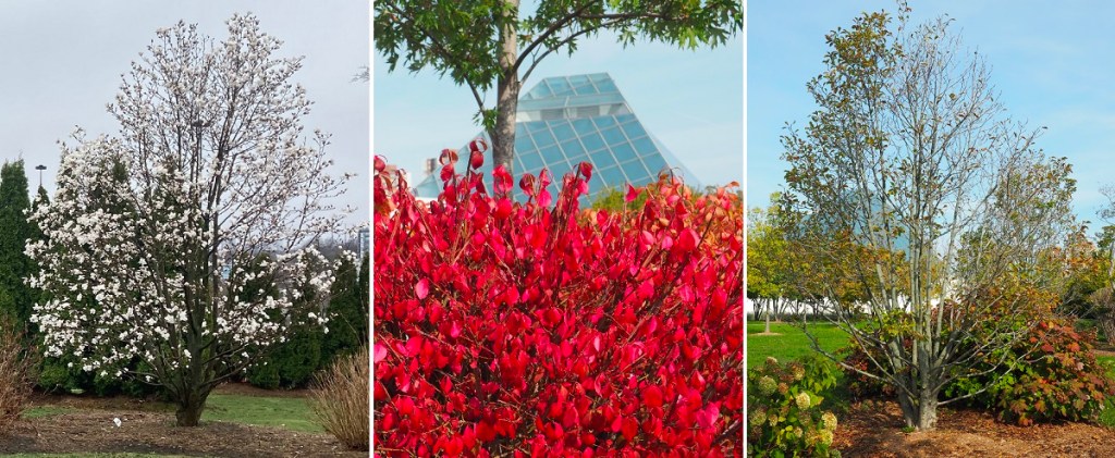 Tree # 50 Aga Khan Park, Prince Rahim 50th birthday photo tribute