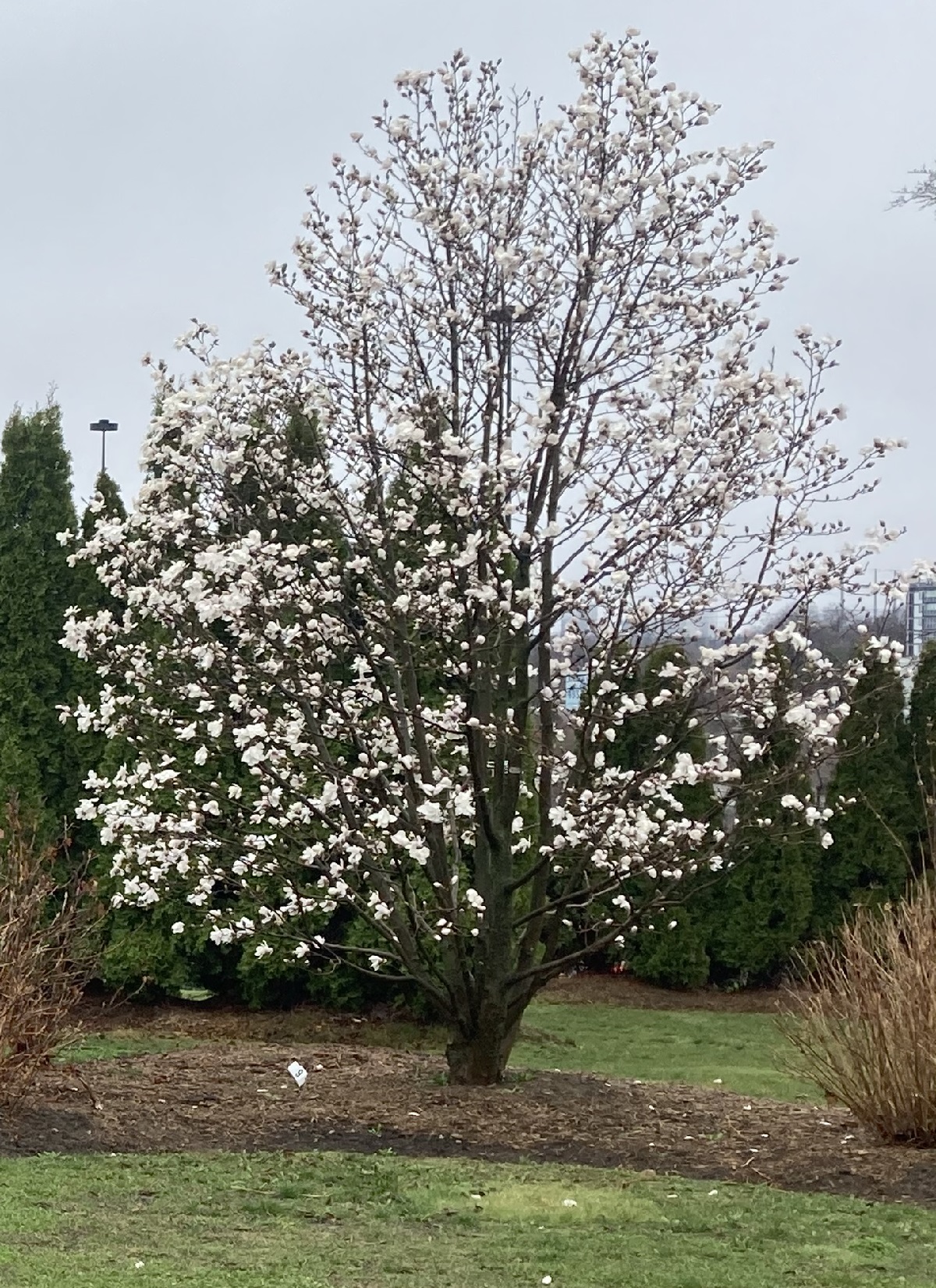 Tree #50 at Aga Khan Park Toronto in full bloom with magnolias on April 7, 2021. Photo: Malik Merchant/Simergphotos.