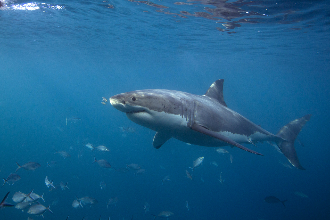 A great white shark off the North Neptune Islands, Australia, Hussain Aga Khan, Barakah
