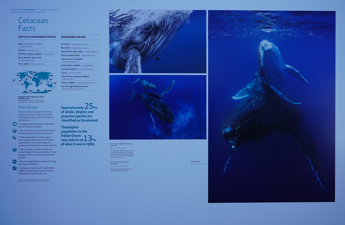 The Living Sea Hussain Aga Khan Cetacean Facts