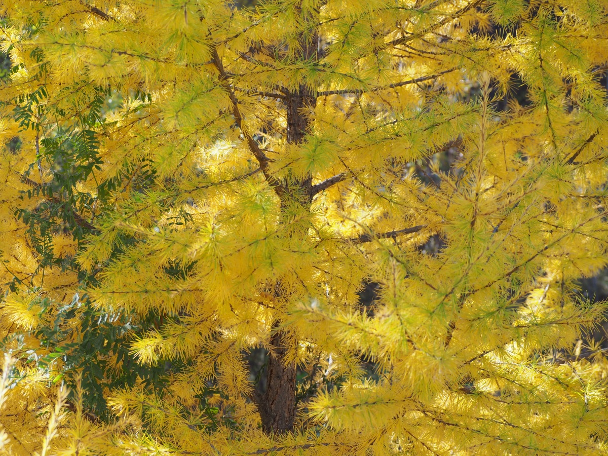 Larch tree, Aga Khan Garden, Edmonton