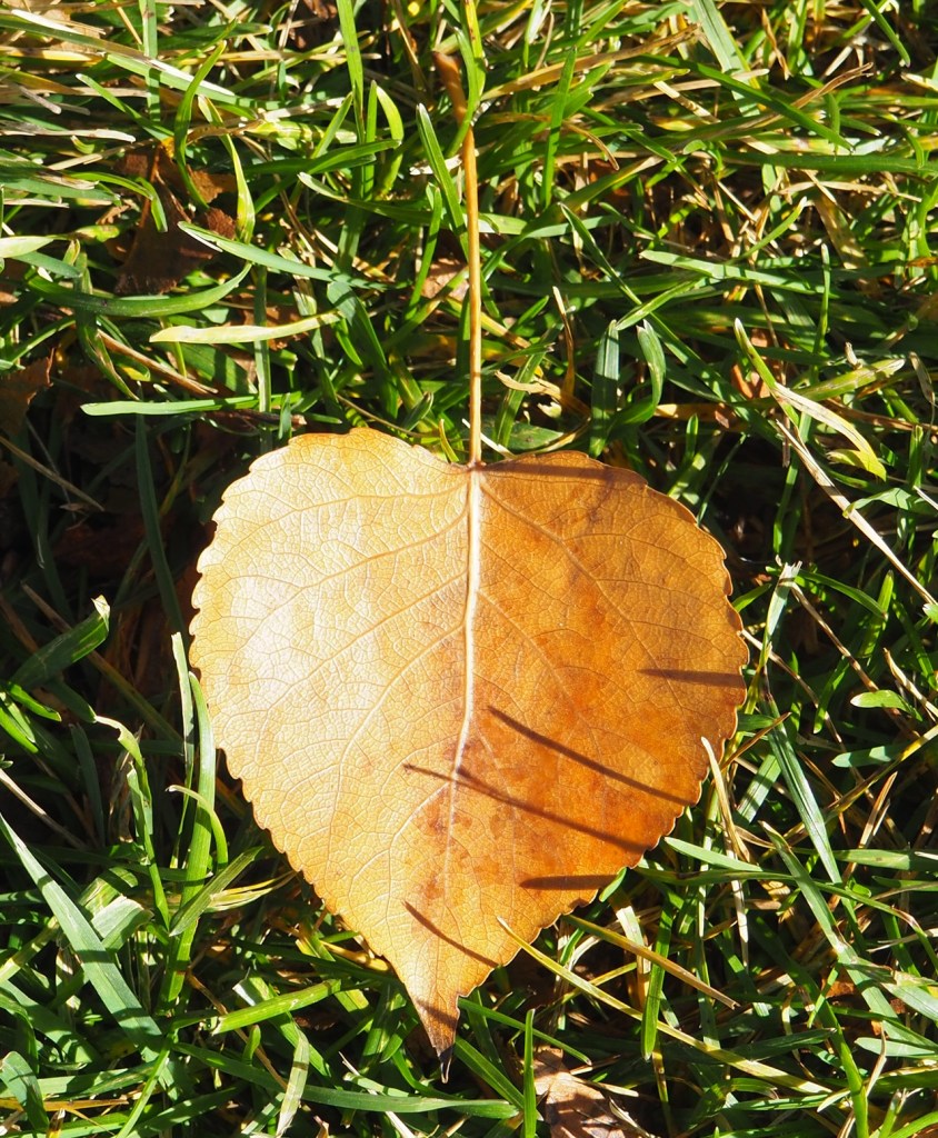 Autumn foliage a heart leaf in honour of Prince Rahim