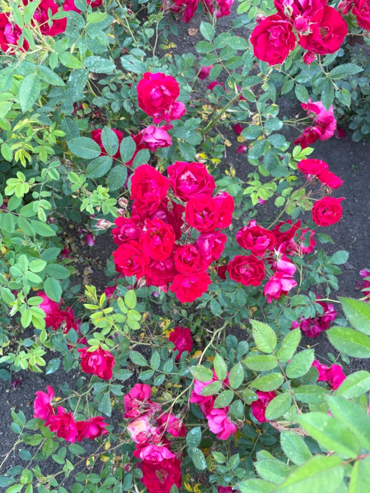 Aga Khan Garden Edmonton