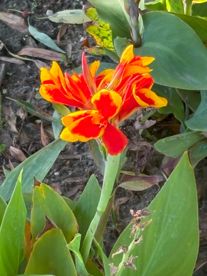 Aga Khan Garden Edmonton