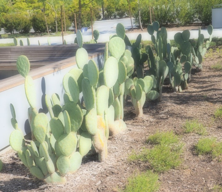 Ismaili Center, Houston, Cacti